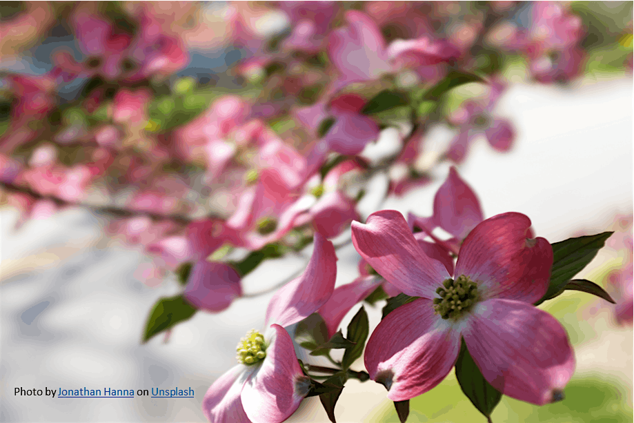 Flowering Plant Identification