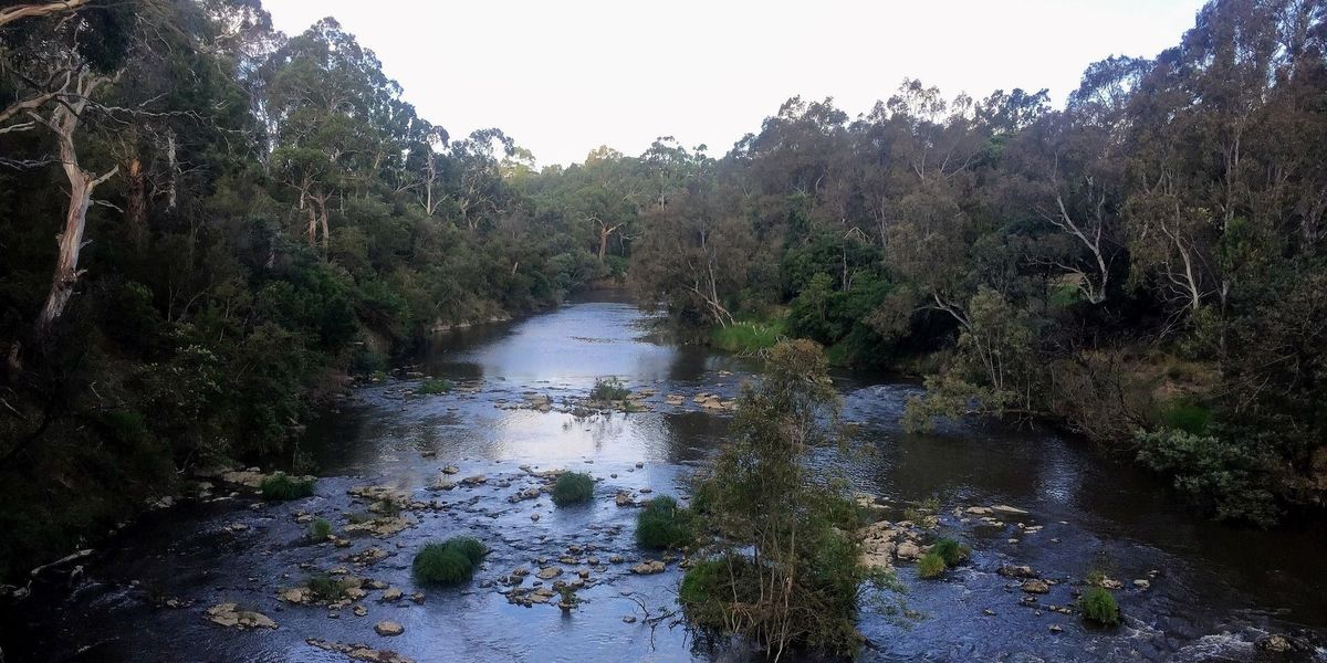 Try Bushwalking Month - Westerfolds local bush walk with wildlife - Grade 2 (Easy)