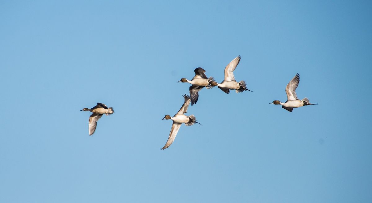 Minot Ducks Unlimited Dinner