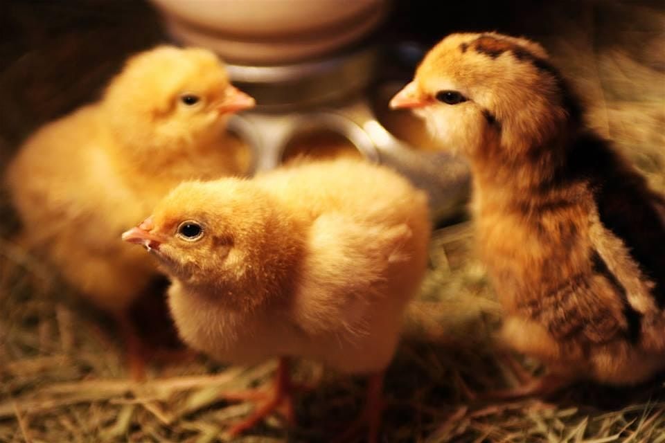 Hawthorne Country Store Celebrates Chicktopia