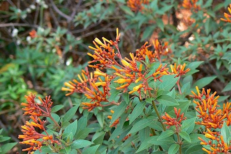 10-04-2025: Florida Native Plants