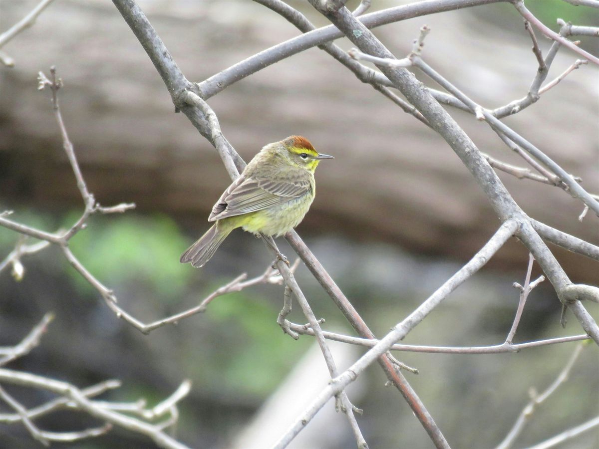 Bird Walk in Highland Park