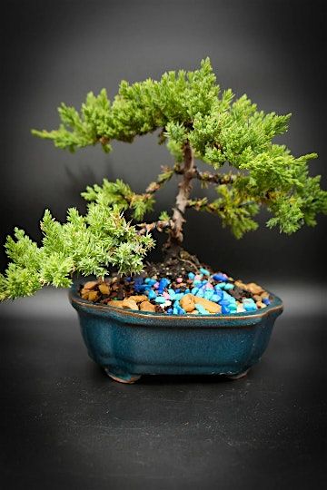 Bonsai Lesson at Dearborn coffeehouse and bakery