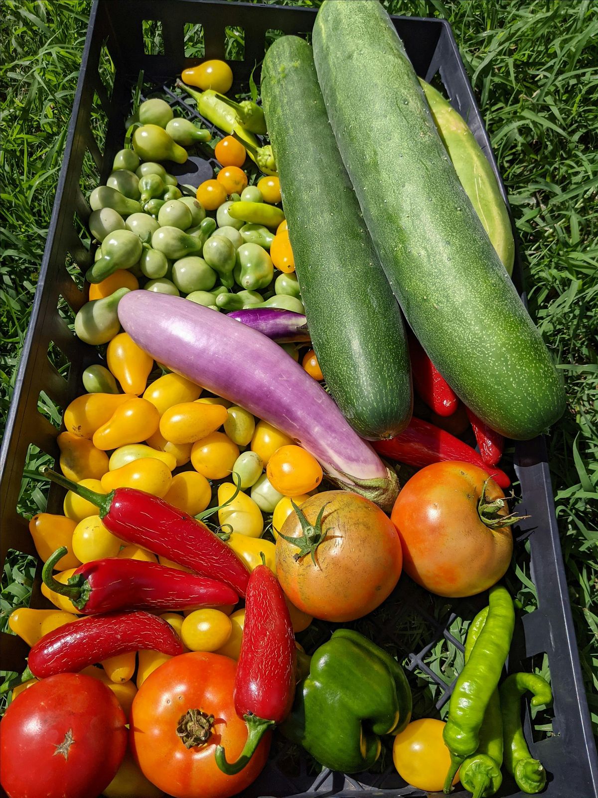 Grow Your Own Food-South Texas Edition!