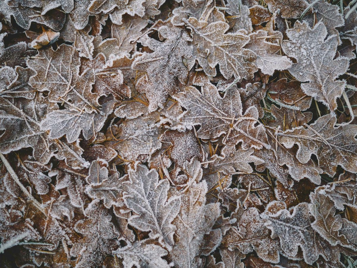 Winter Solstice: Journal into Sound