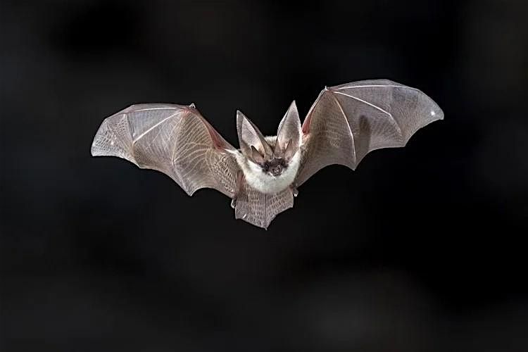 ENLIGHTENMENT: Why We Should Love Our Local Bats