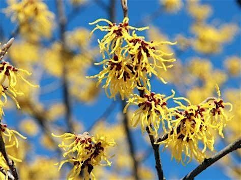 Fox Haven Foragers: Willow, Witch Hazel & Walnut with Lacey Walker