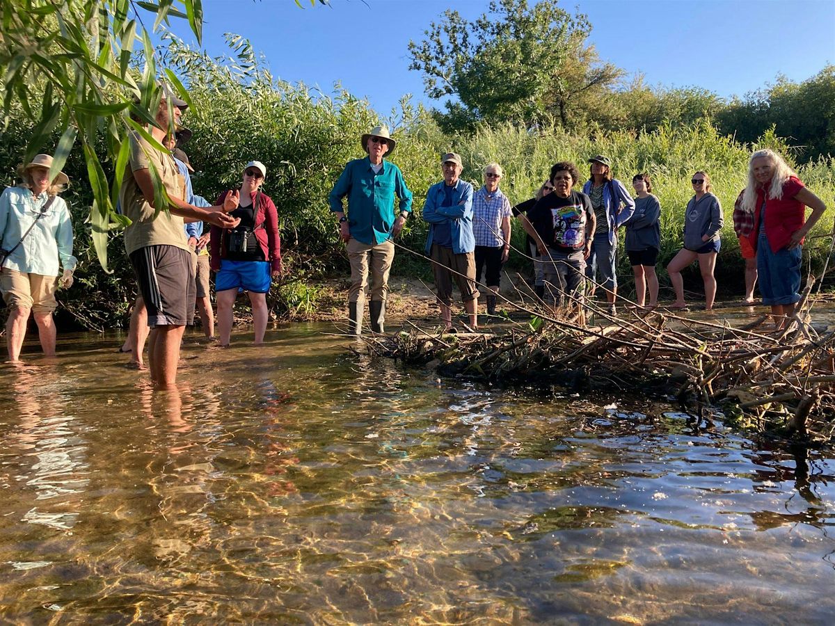 LO Central Coast - Watery Walk w\/Beaver Brigade