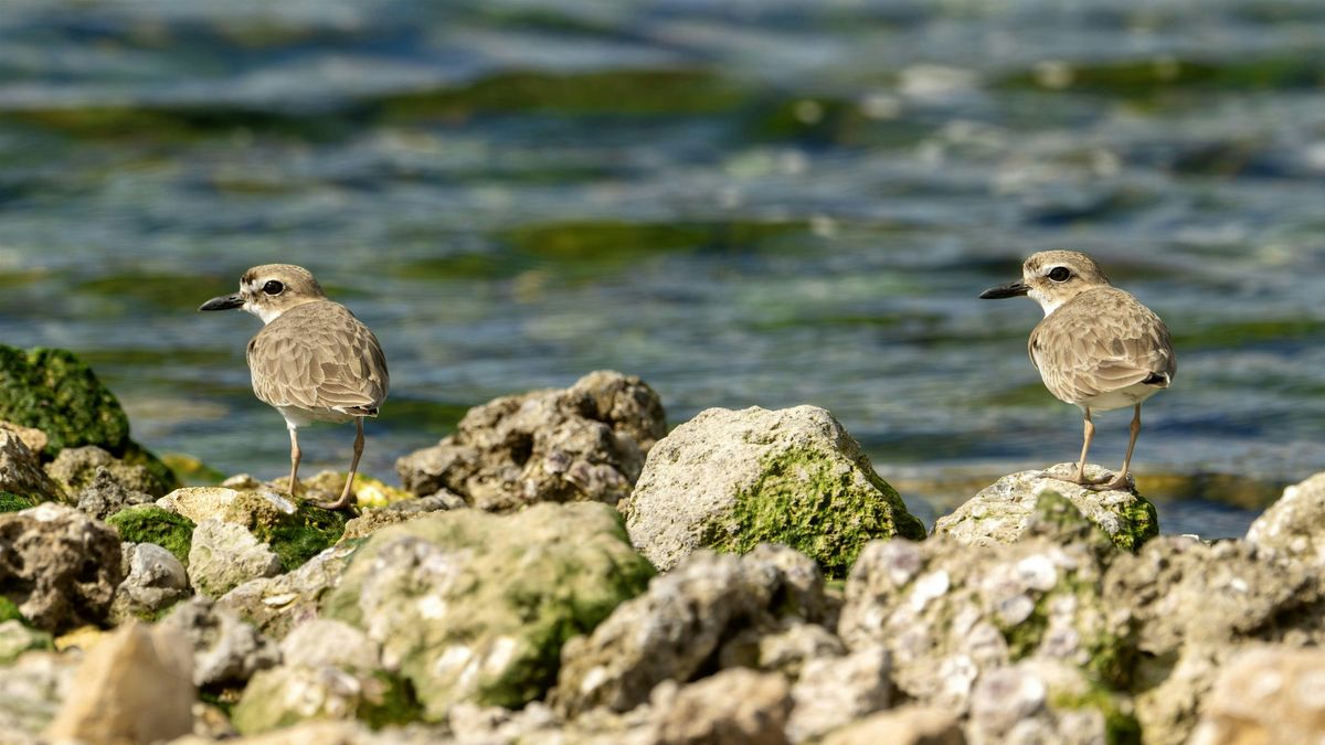 Palm Beach Pelagics Inshore