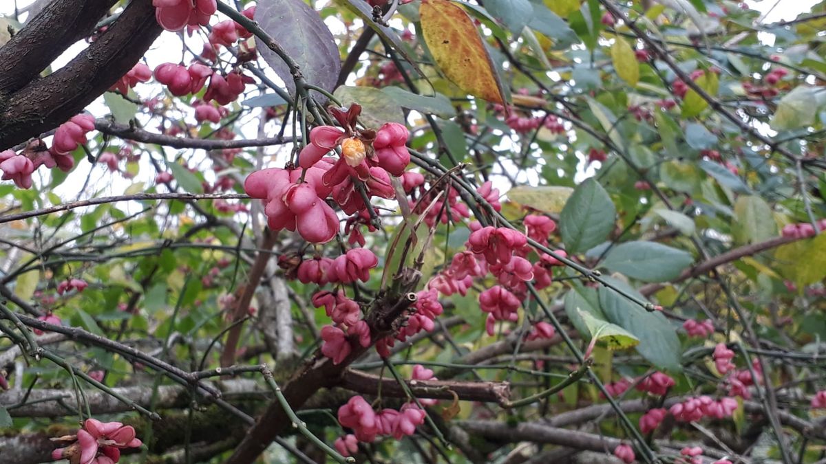 Pentiddy Community Woodland volunteer day