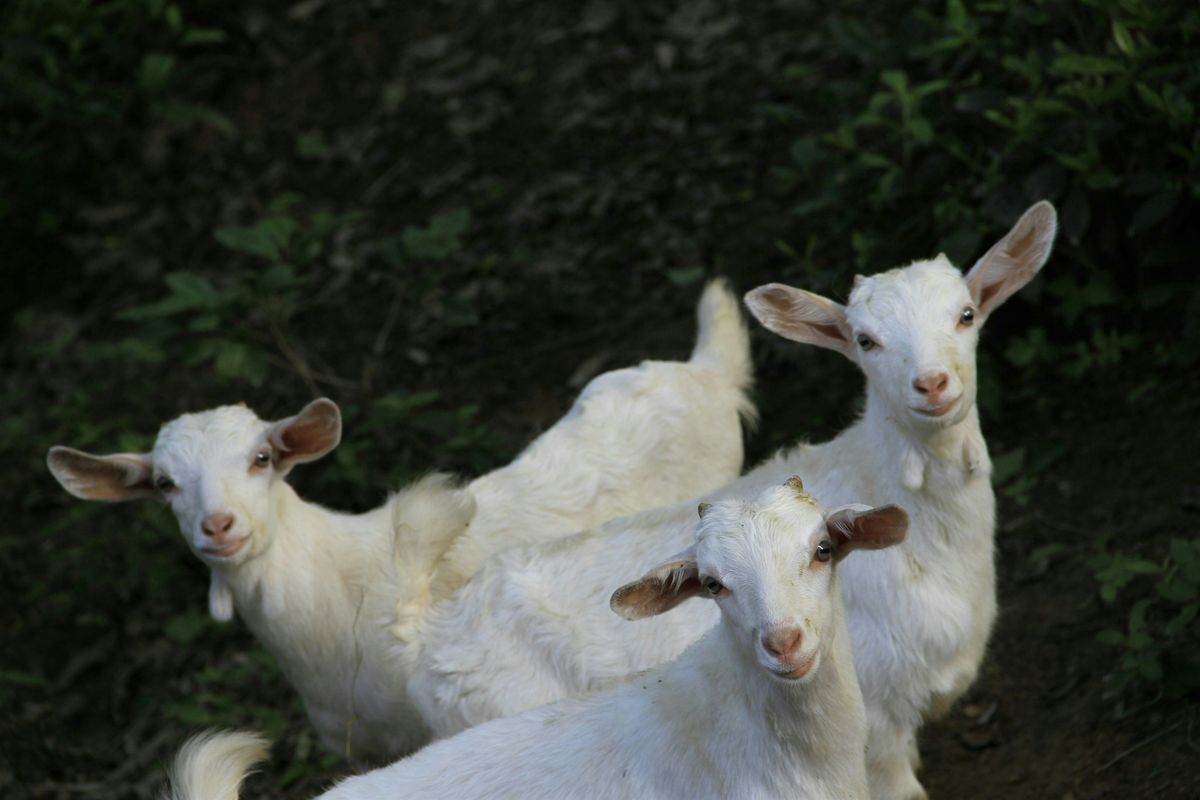 Kidding\/Lambing and Pasture Management Field Day