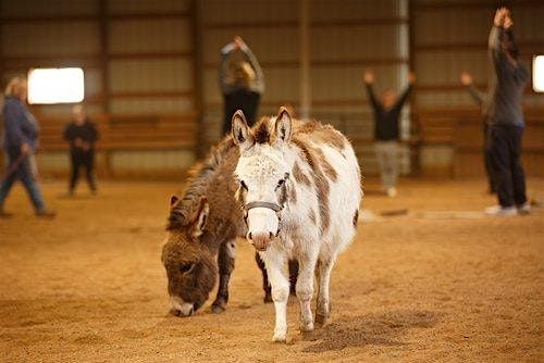 Mini Horse Yoga  \/\/ Kentucky Derby Theme