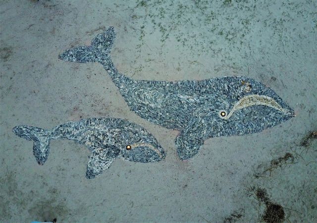 Right Whale Mosaic Project