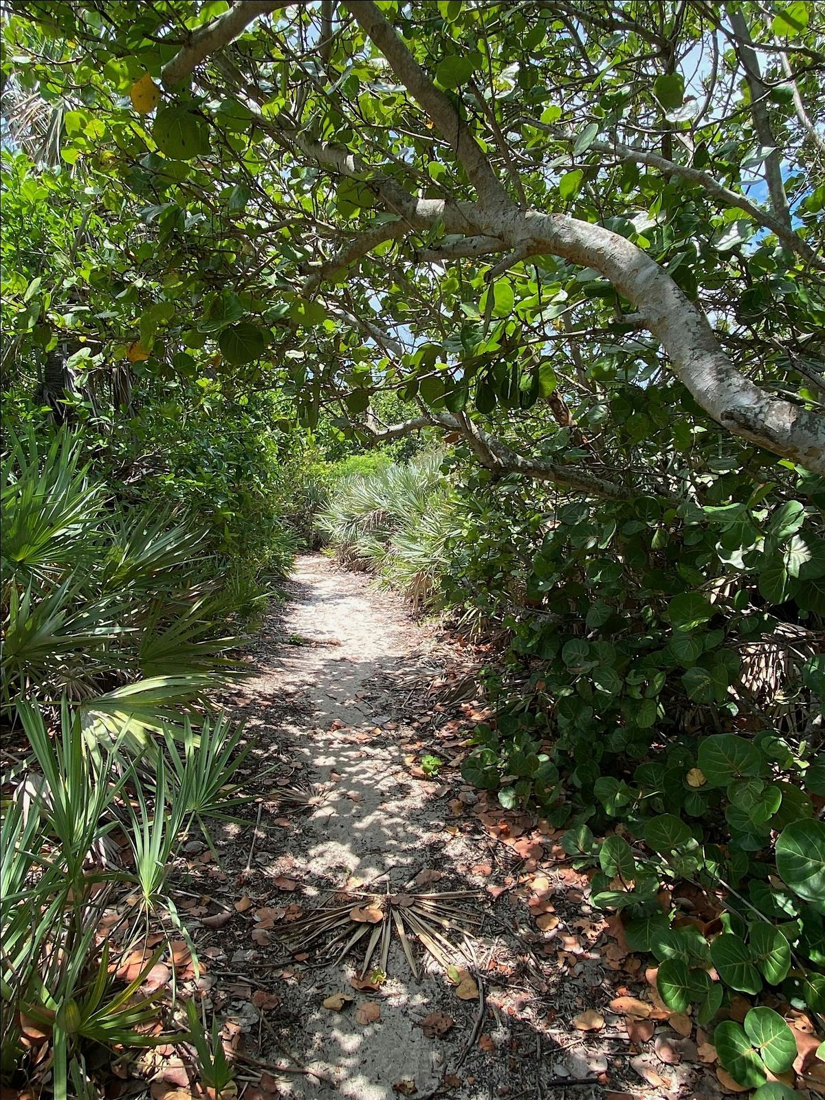 Guided Barrier Island Sanctuary Hike