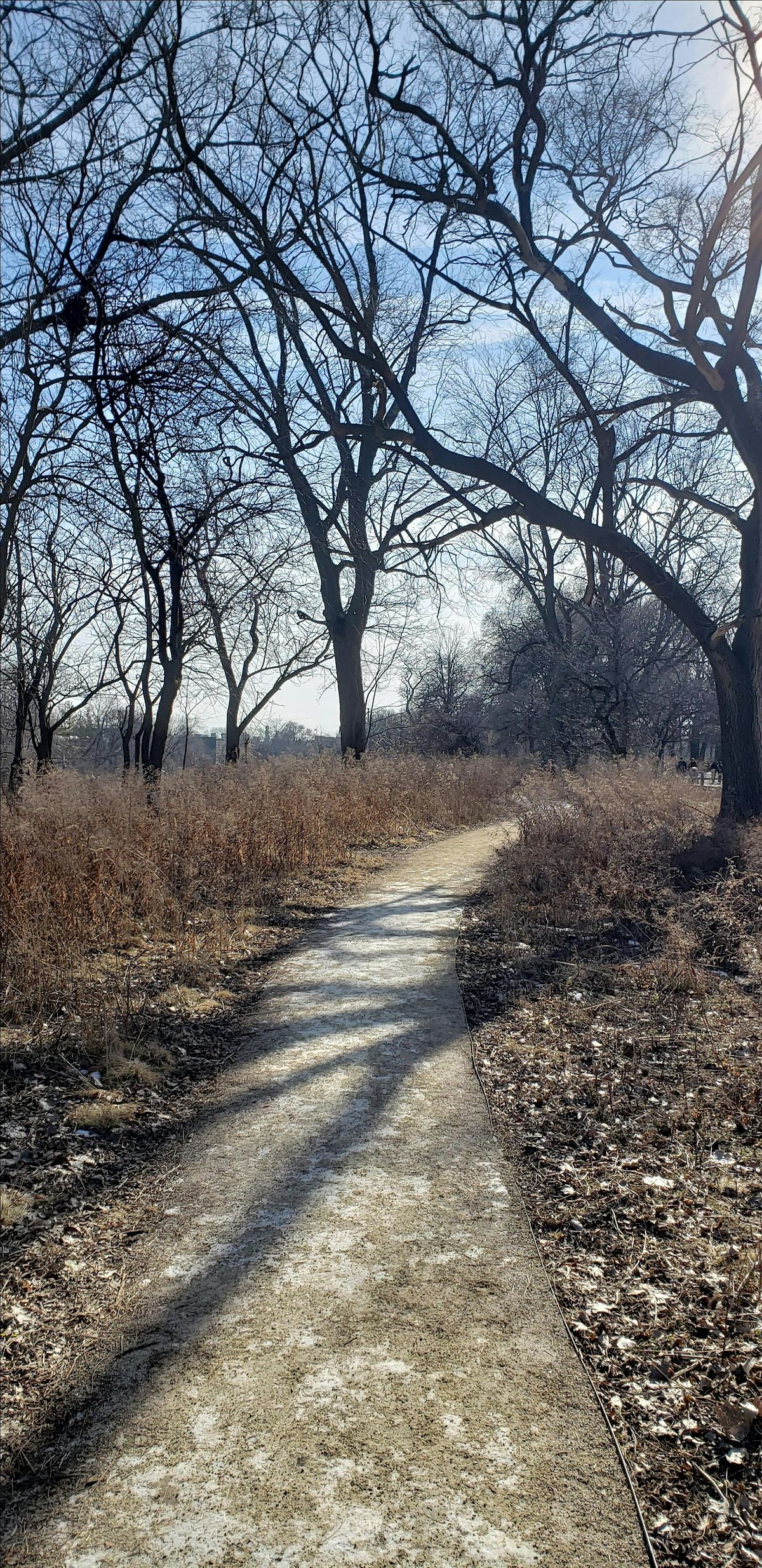 Introduction to Forest Bathing