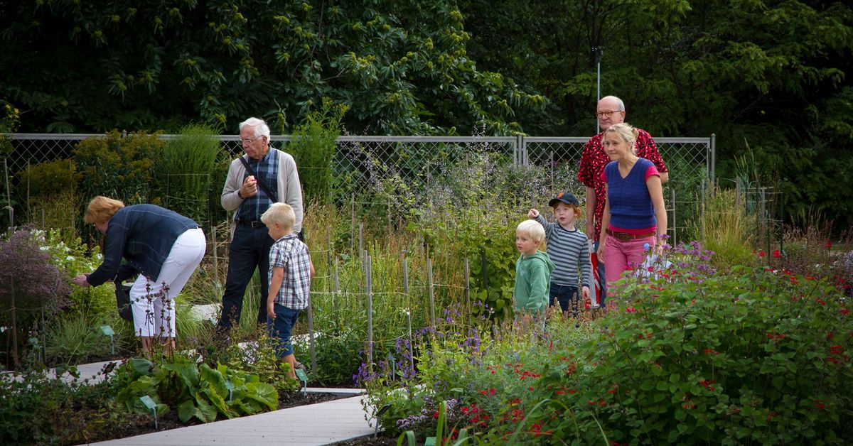 Spiselige planter \u2013 familierundvisning i Botanisk Have