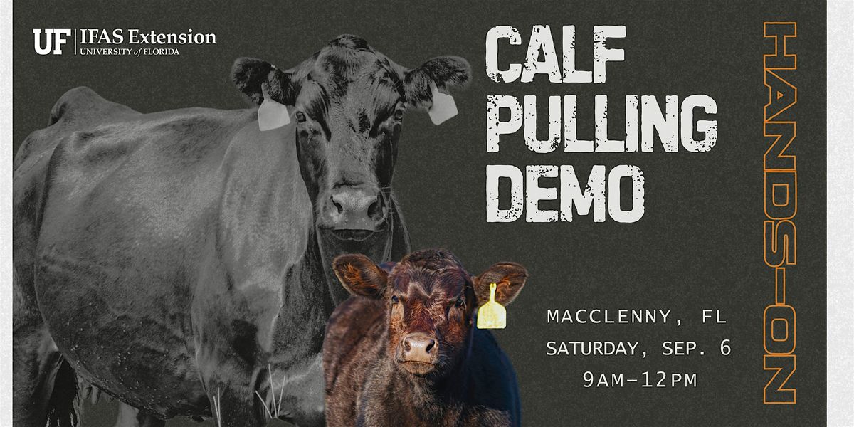 Calf Pulling Demo