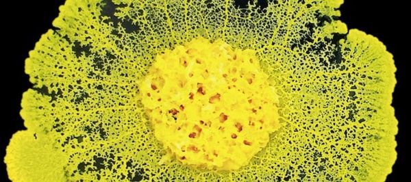 MINI-STAGE 6-12 ANS : \u00ab Les superpouvoirs de la nature ! \u00bb