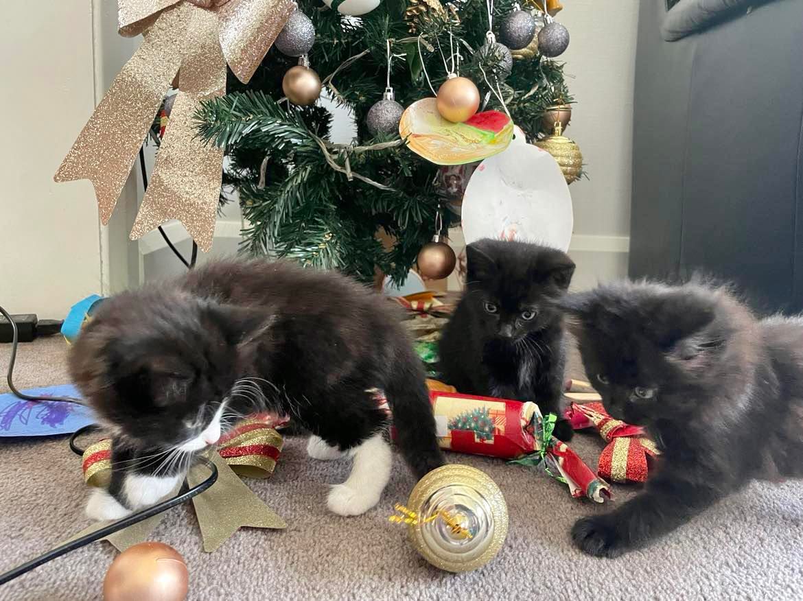 Kittens + Xmas!