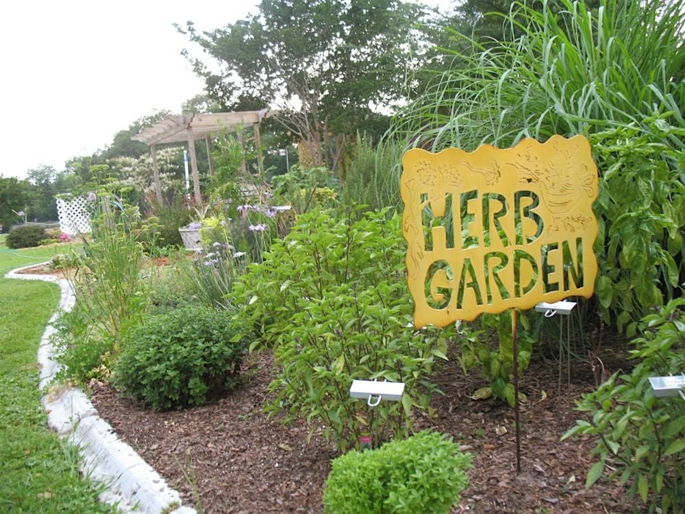 1-3-2026  Herbs in the Florida Garden