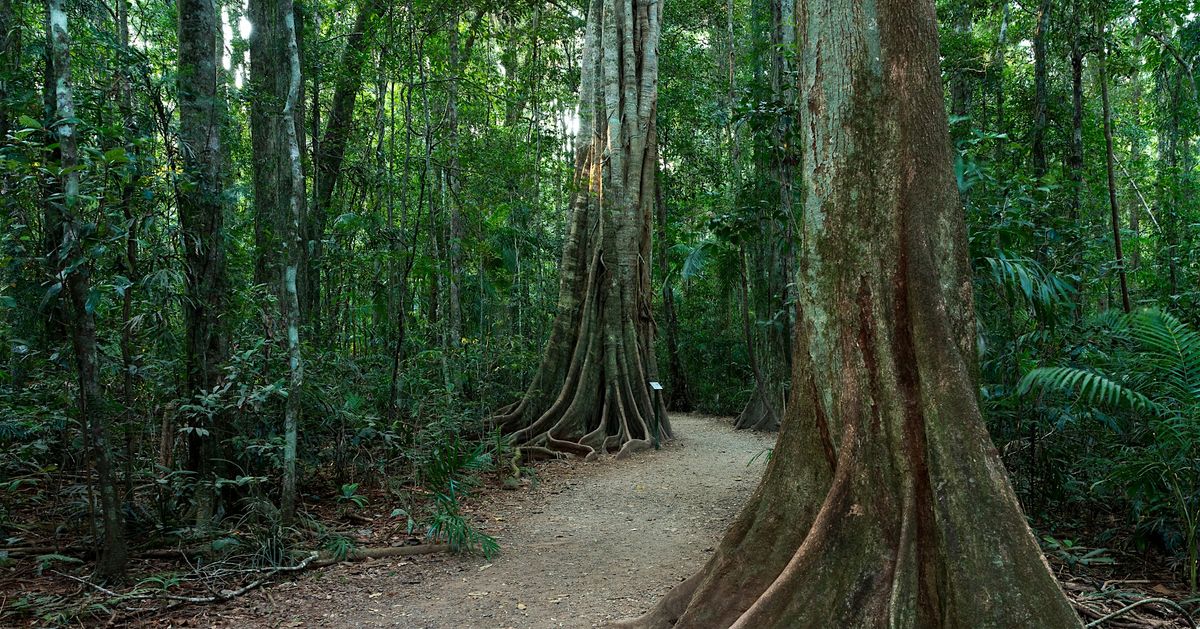 Meet the Rainforest Guided Walk