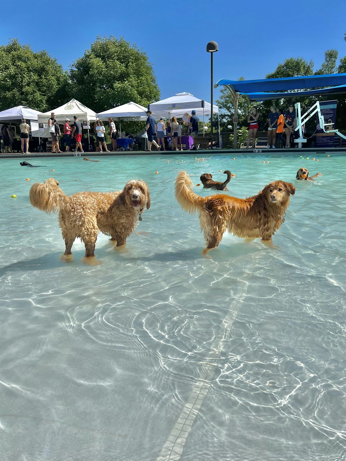2025 Doggie Splash