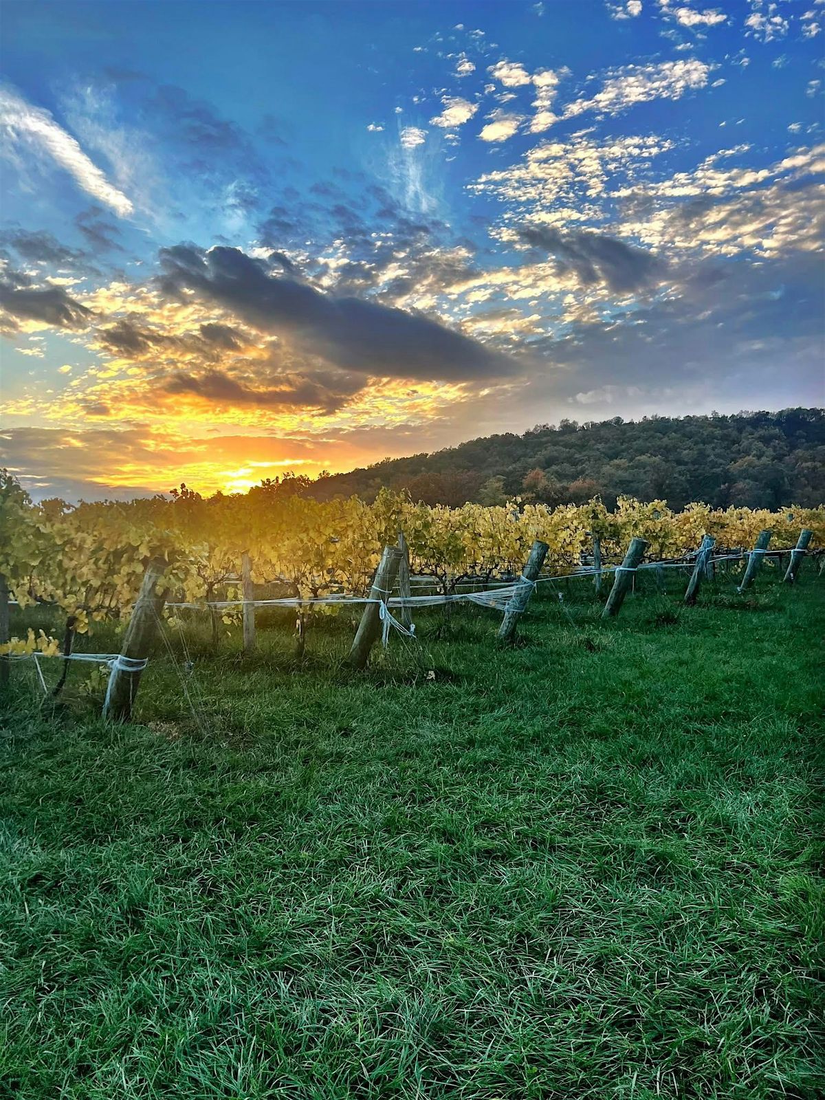 Sips of Virginia: A Wine & Dine Experience