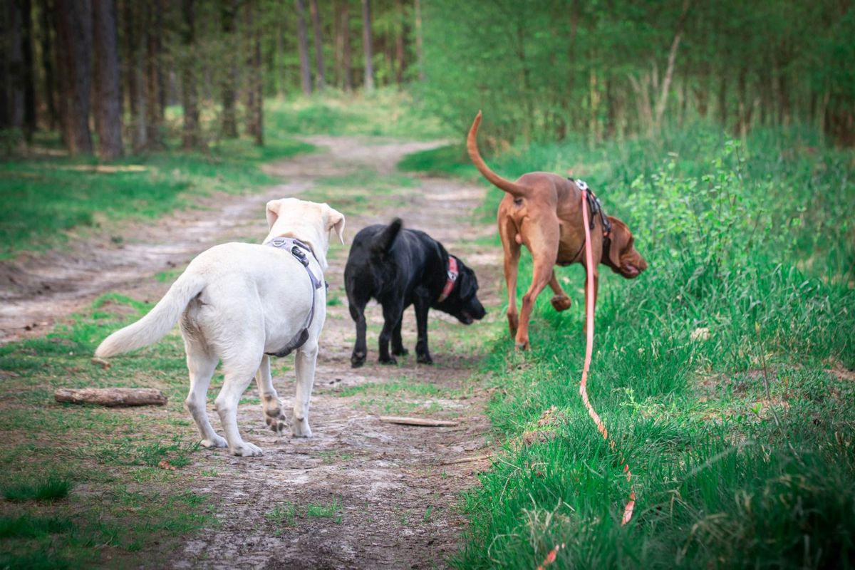 Dog Obedience Course \u2013 Szczecin\n"A Well-Behaved Dog \u2013 A Happy Owner"