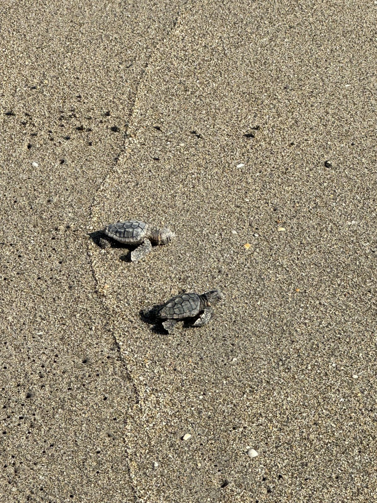 2025 Sea Turtle Season Recap Beach Walk