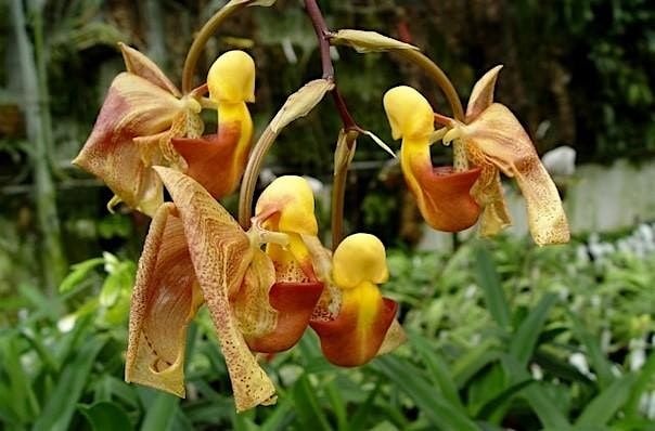 Nature Coast Orchid Society  February Meeting