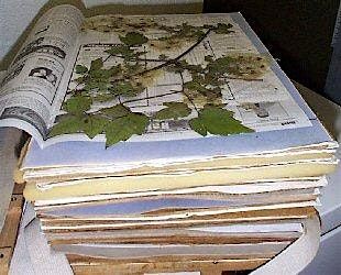 Making Pressed Plant Vouchers