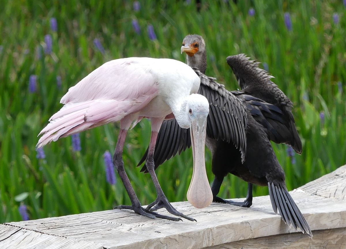 Bird Talk & Tour: Wetland Birds