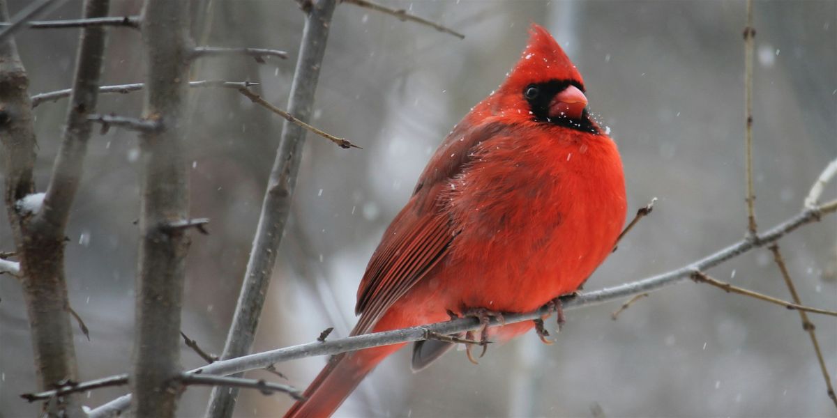 Beginner Bird Walk