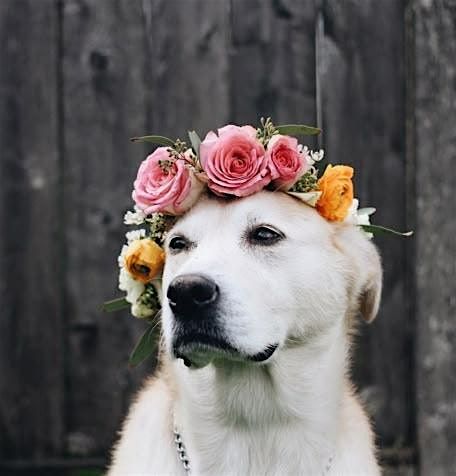Petals & Paws