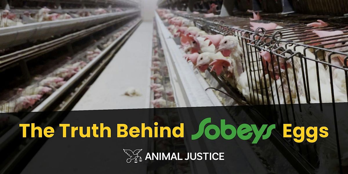 Nation Wide Sobeys Protest: Time to turn up the heat