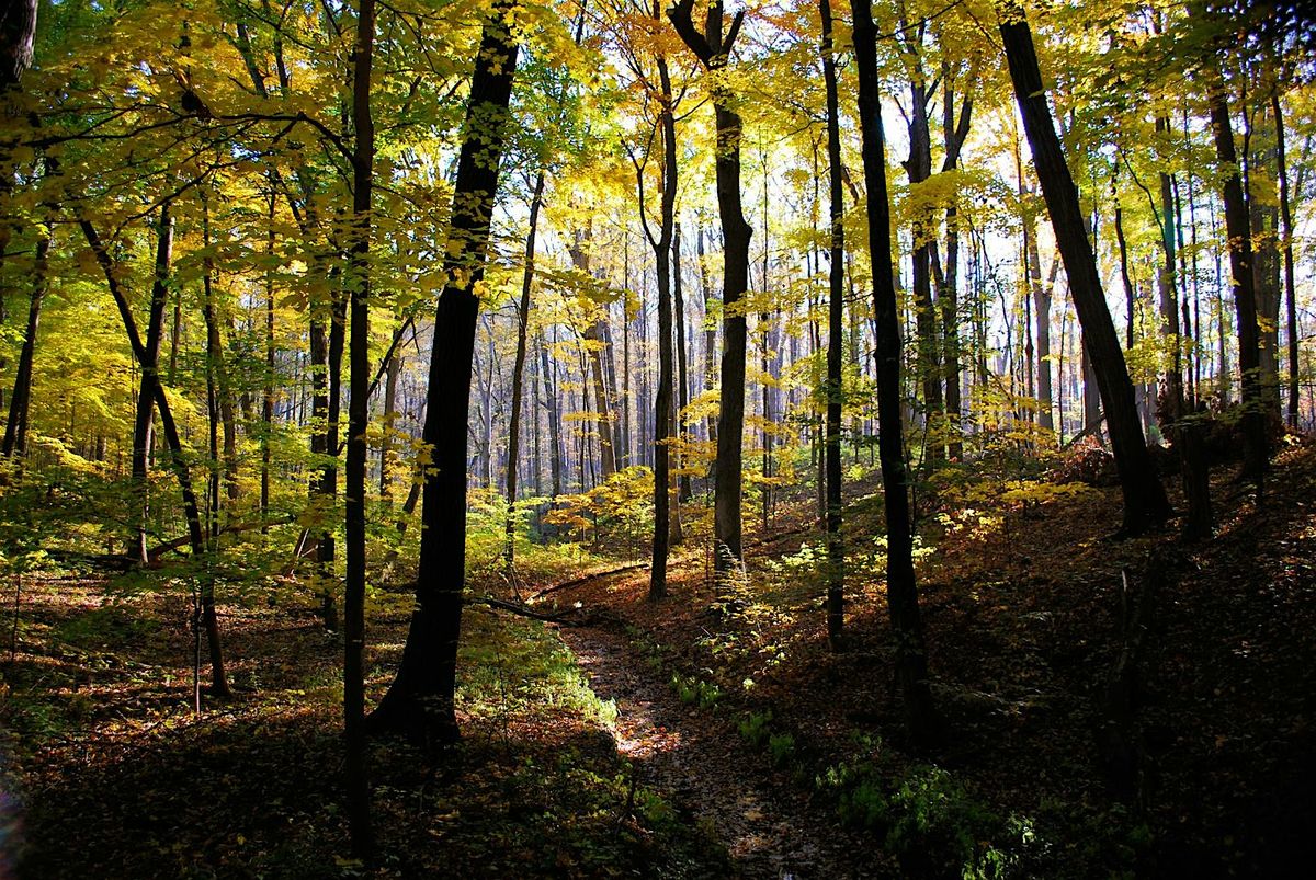 Graphic Novel Book Club: The Inner Life of  Trees