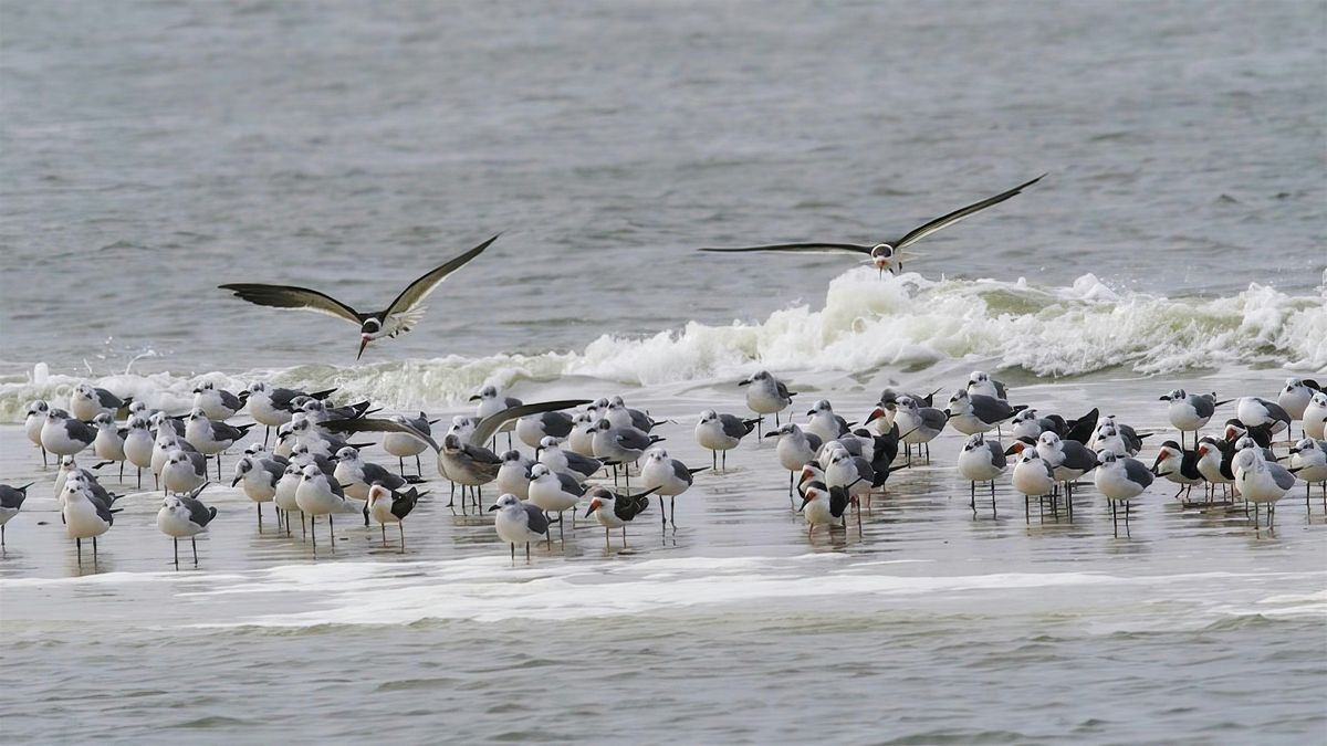 Thursday Morning at the Matanzas Inlet with Peggy Cook