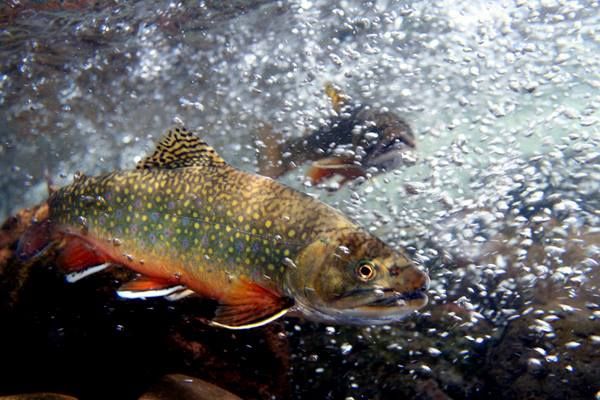 November Meeting of Merrimack River Valley Chapter of Trout Unliminted