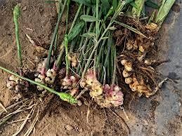 Ginger\/Turmeric Field Day