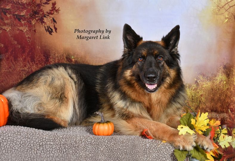 Fall Pet Portraits