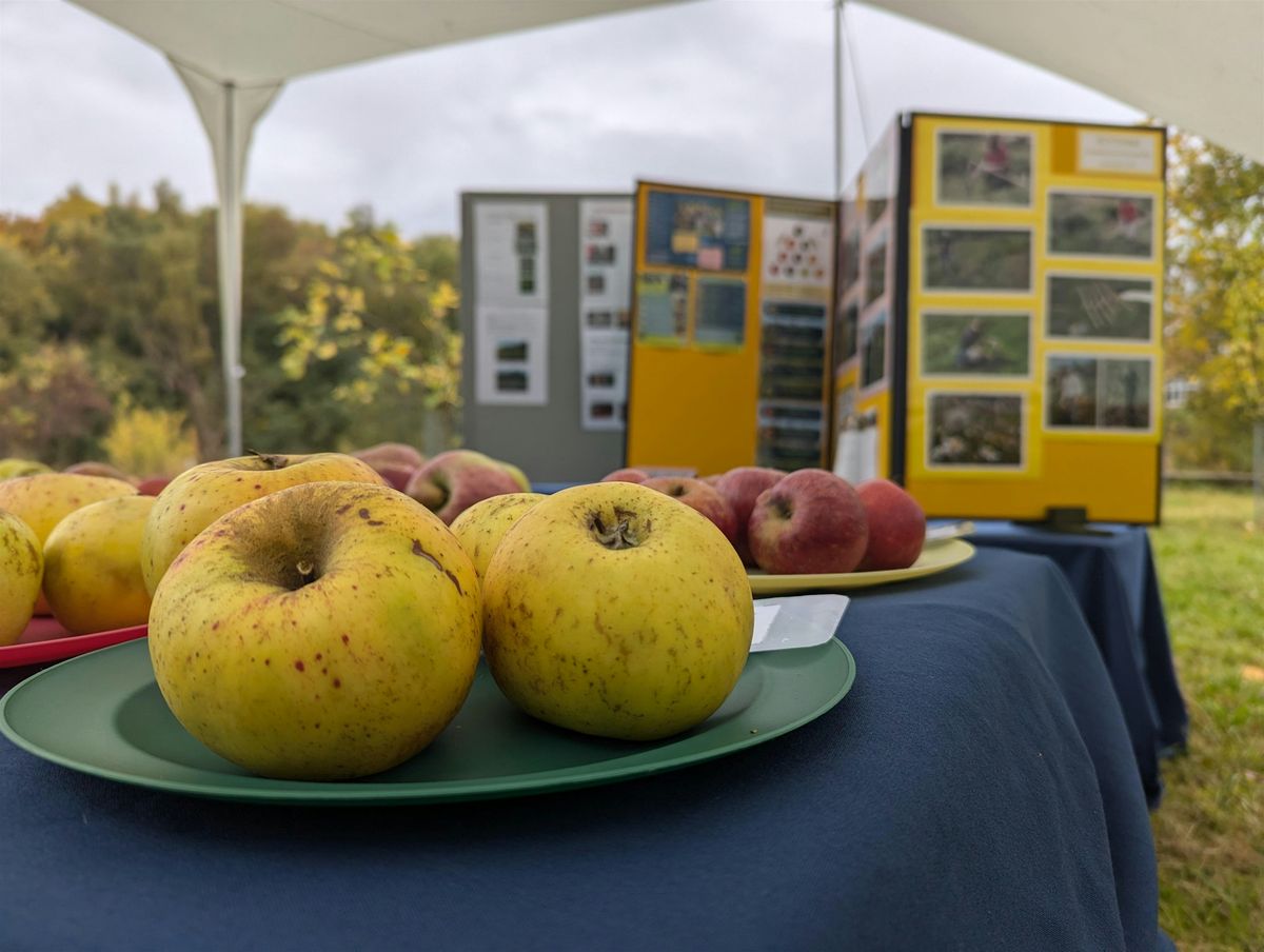 Kiveton Community Orchard Apple Day