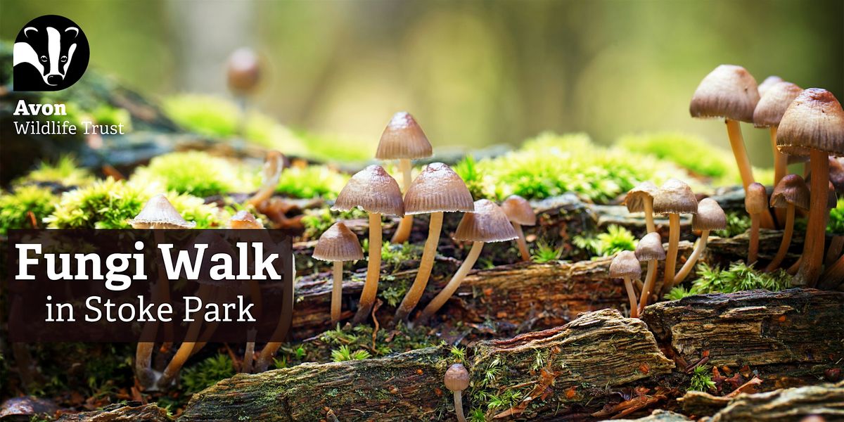 Youth Event: Fungi Walk in Stoke Park