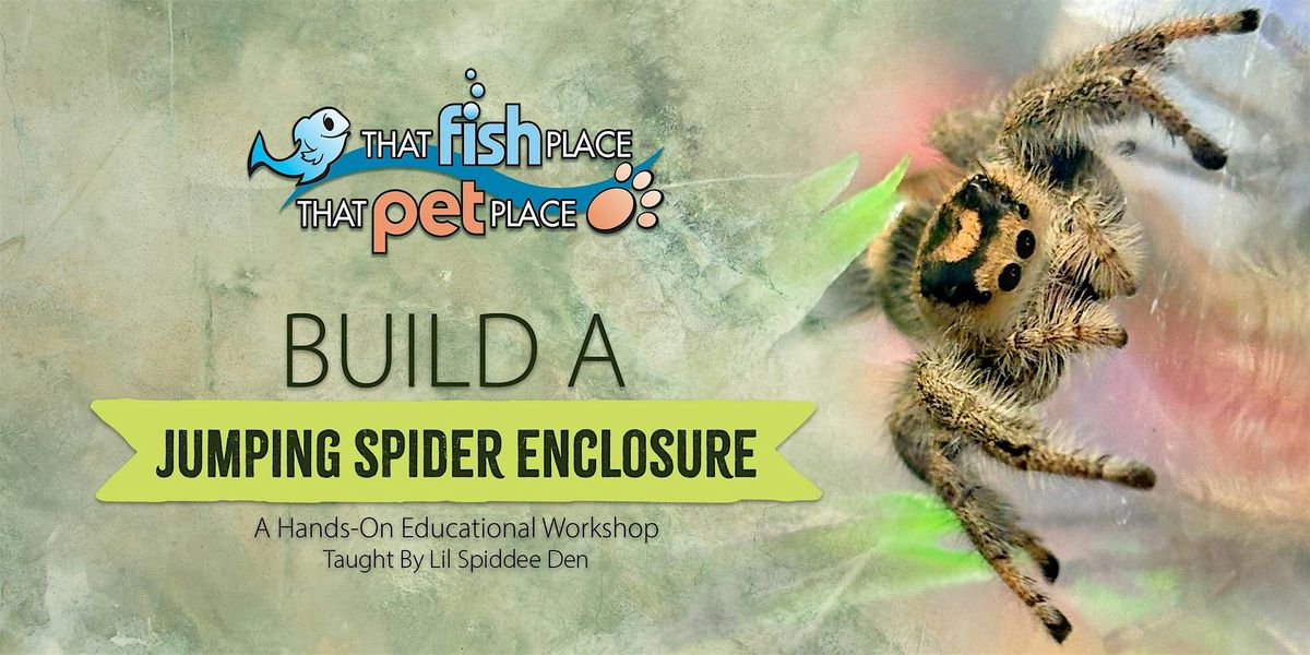 Build a Jumping Spider Enclosure