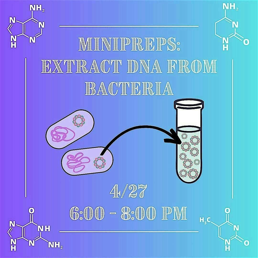 Minipreps: Extract DNA from Bacteria