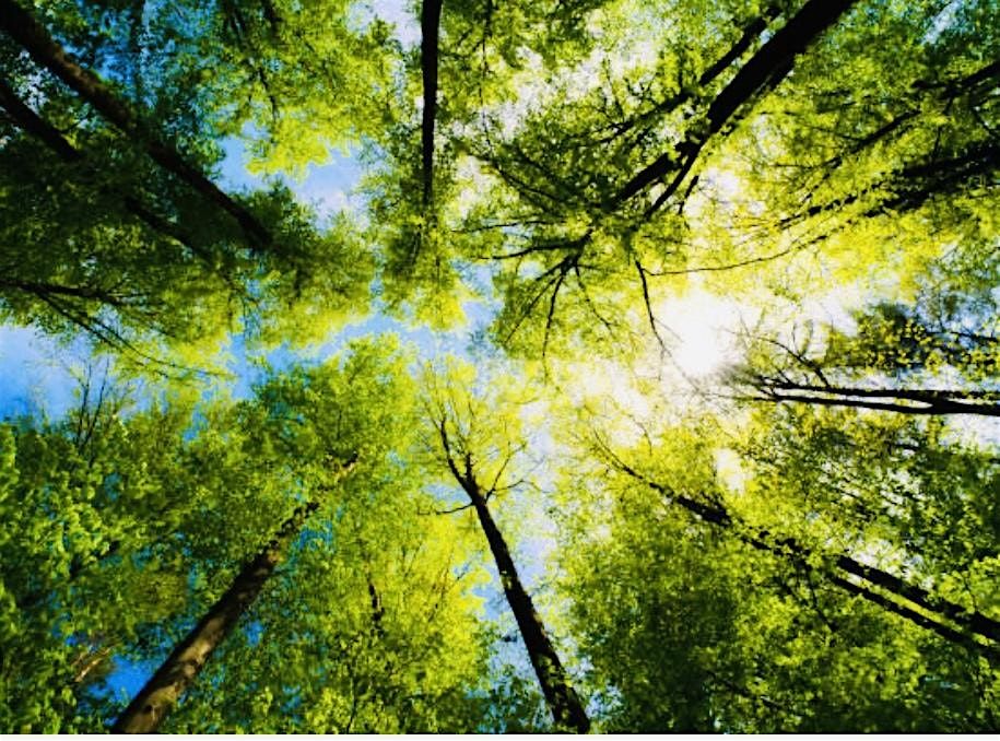 Forest Bathing Walk