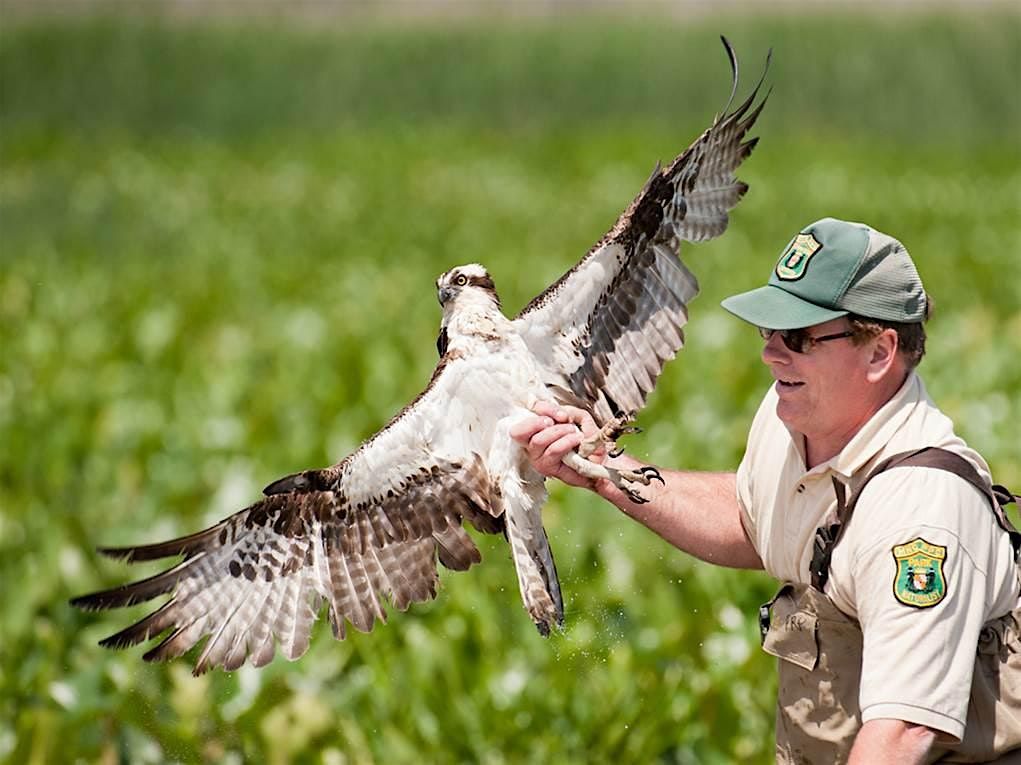 Ospreys on the Patuxent