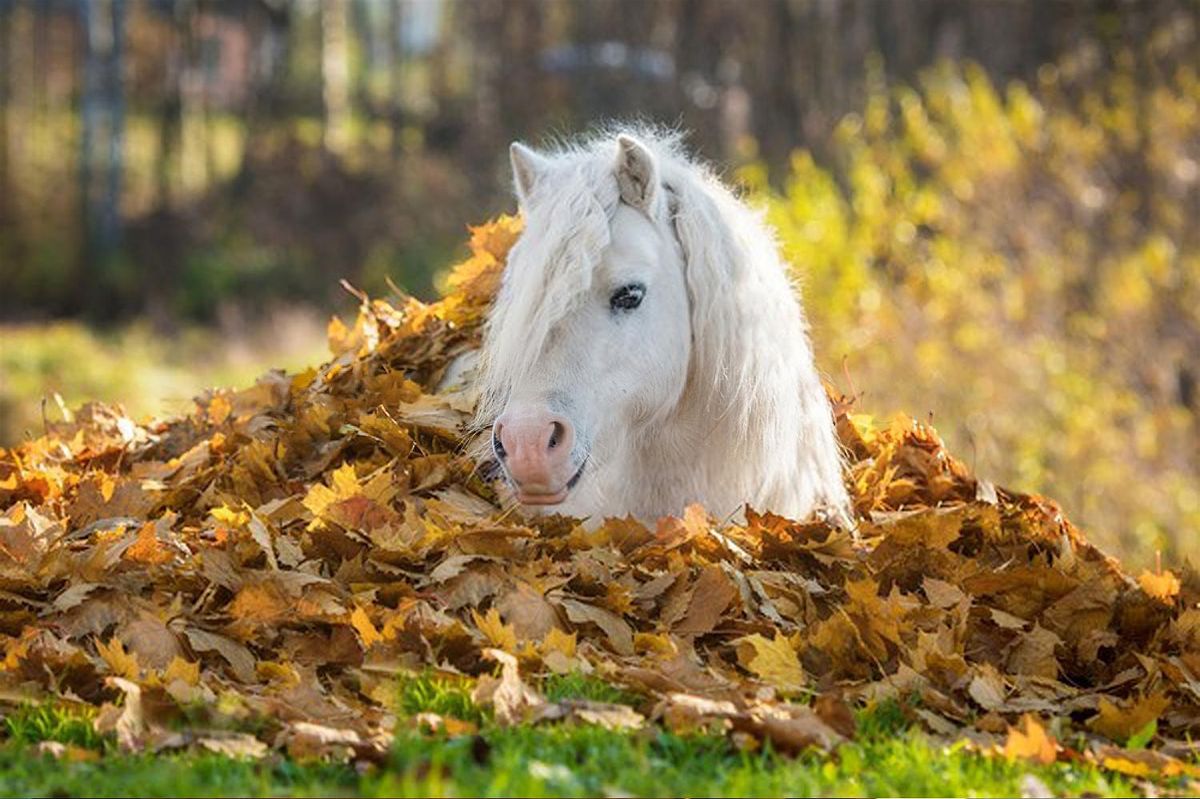 Pumpkin Patch Ponies