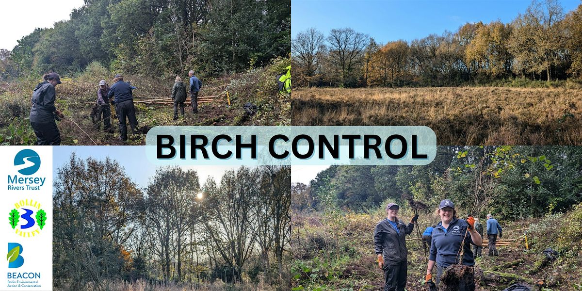 Battling the Birch at Lindow Common