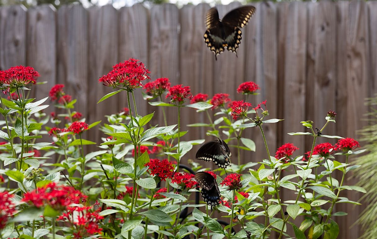 The Nine Principles of Florida-Friendly Landscaping @ Rotary Park