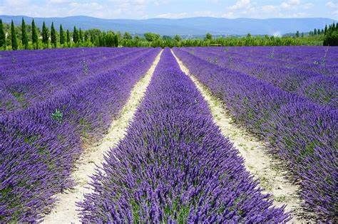 LAVANDA DIN IALOMITA \u2013 PICNIC INCLUS \u2013 SLOBOZIA \u2013 AMARA